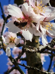 Viràgpor gyűjtès.