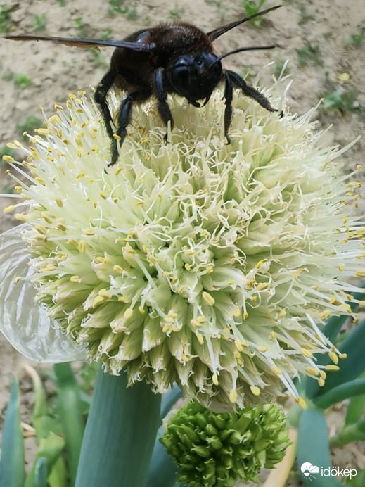 Megpihenve. 