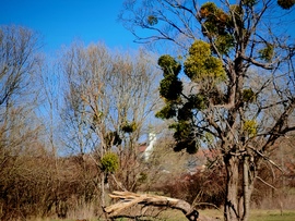 Bakonycsernyei panoráma