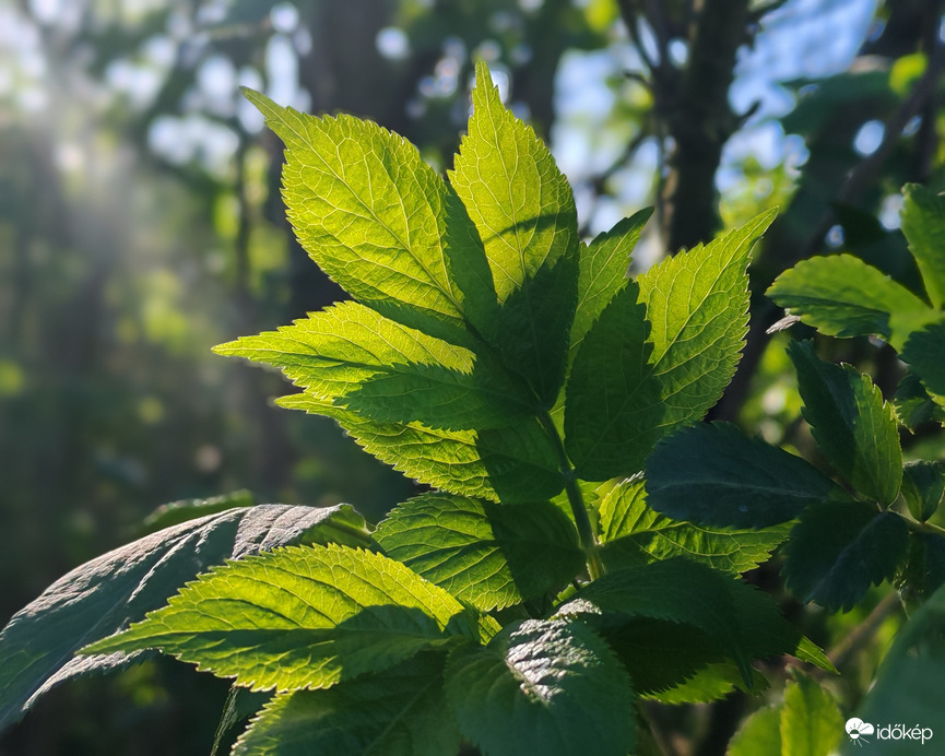 Fènyek ès àrnyèkok