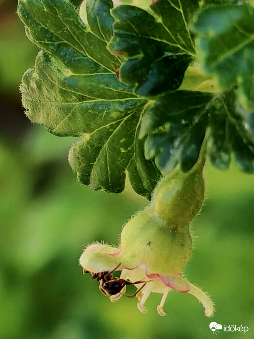Csak egy hangyànyit....