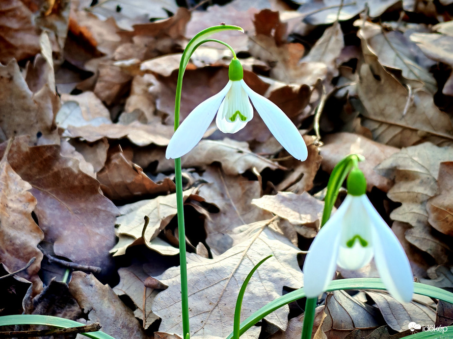 Virágzó lámpaernyők