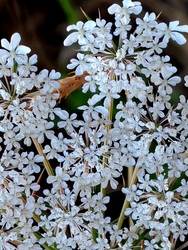 Turbolya.