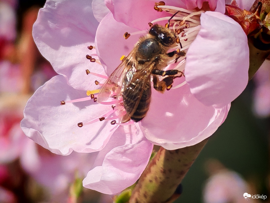 Viràgpor begyüjtèse