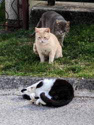 Alpinisták egy része... 