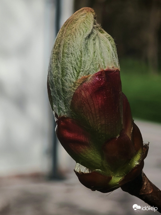 Vadgesztenye bimbó