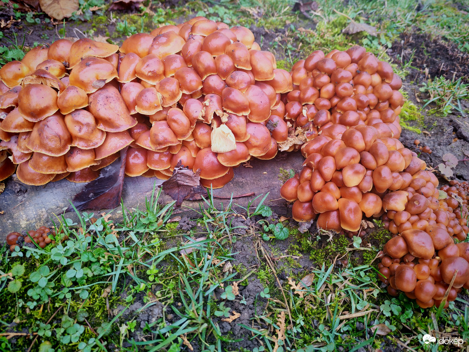 Gomba dömping. 