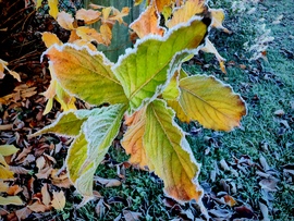 Fagyosan, színesen. 