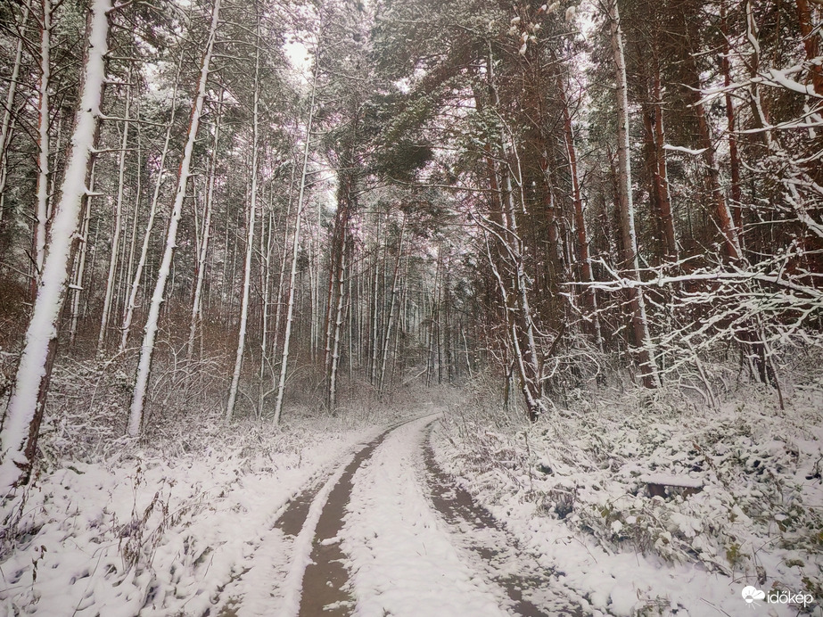Erdei utakon. 