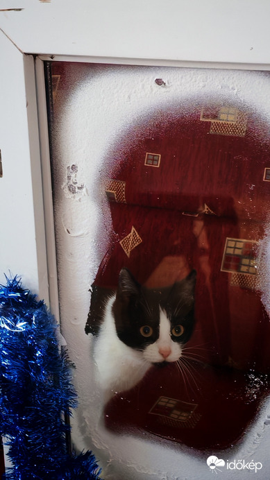 Petőfi cica karácsonya. 