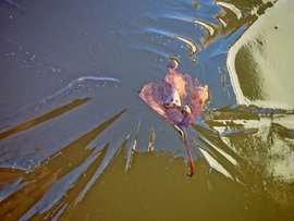 Jégbe zárt levél. 