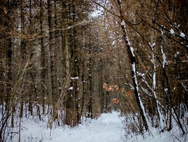 Az erdő csendjében. 