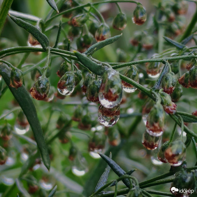 Eső cseppes tárkony. 