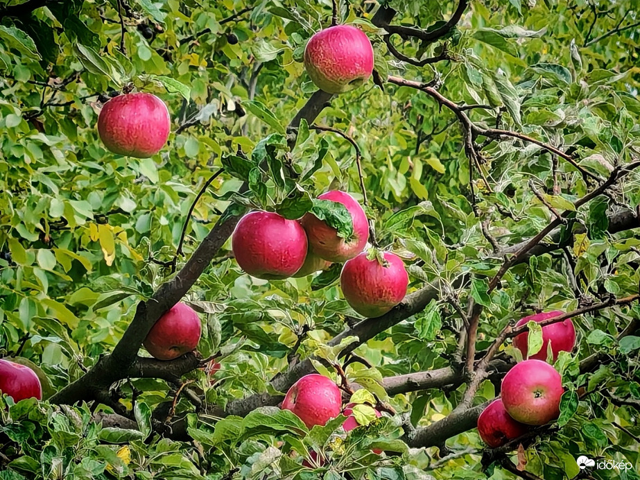 Pirosló. 