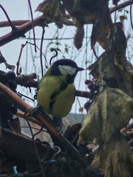 Szotyi vagy szőlő... 