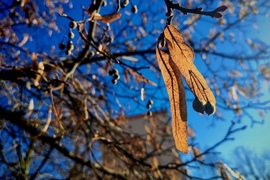 Reggeli fényjáték 