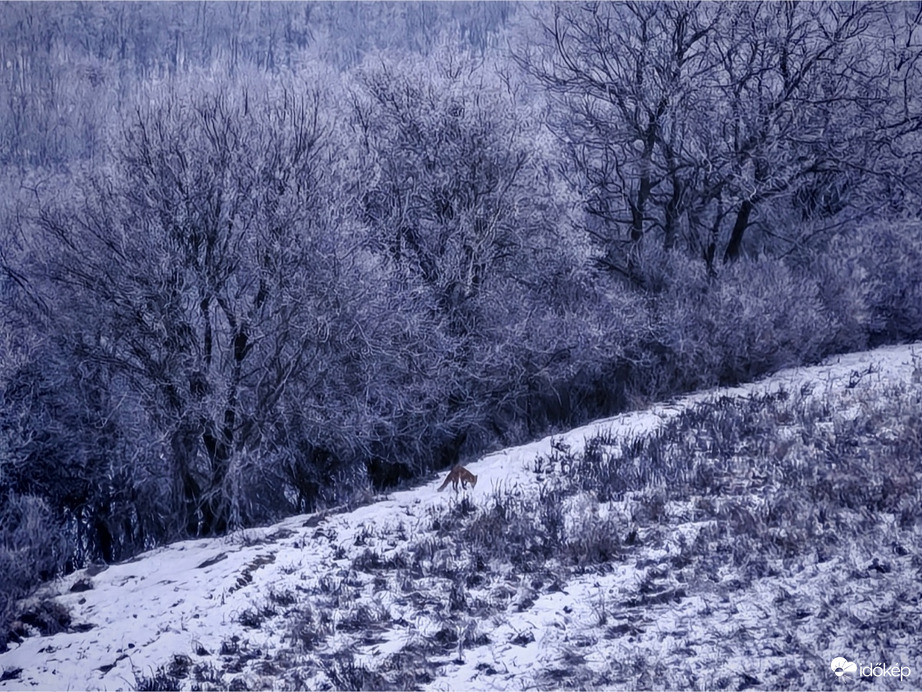 Mini Karak vadászik. 
