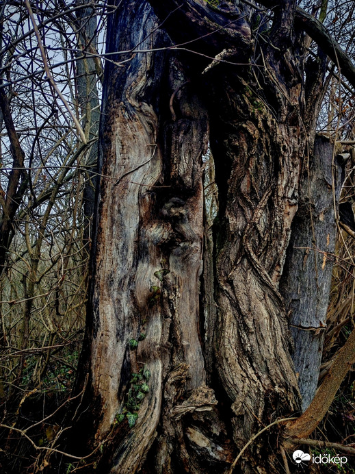 A természet játéka. 2