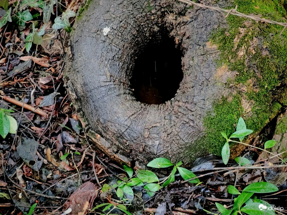 A természet vicces játéka. 