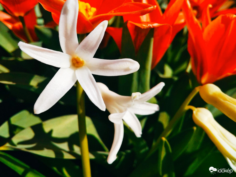 Március 15. Még a virágok is emlékeznek