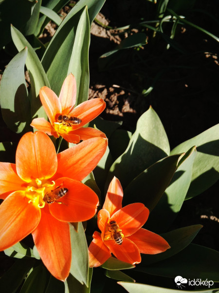 Három szorgos méhecske