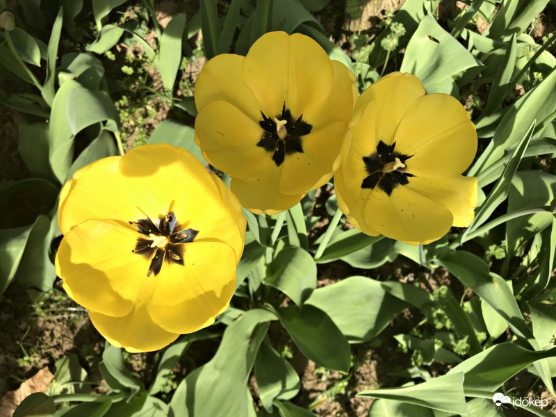 Sárga Tulipánok