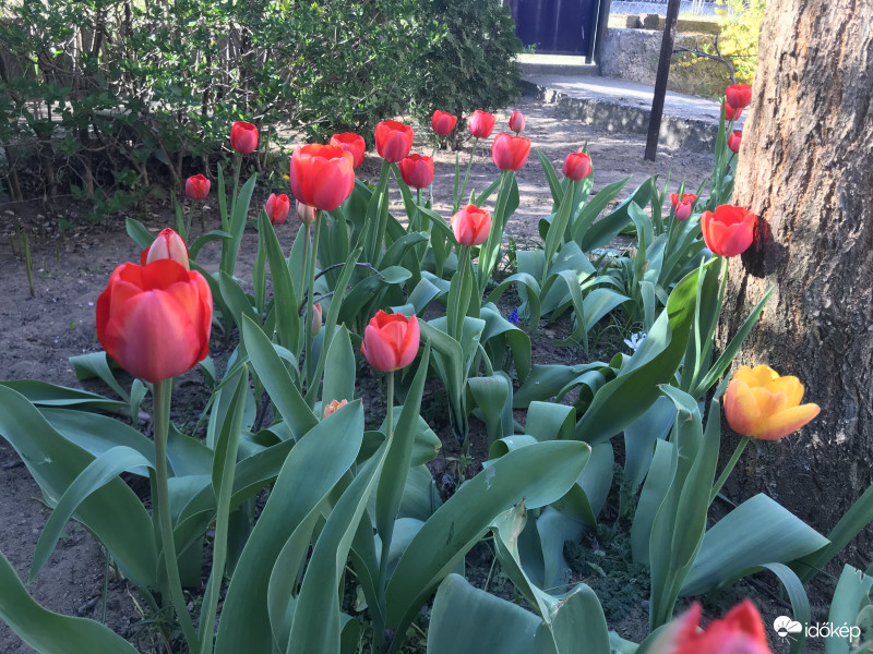 Tulipánok