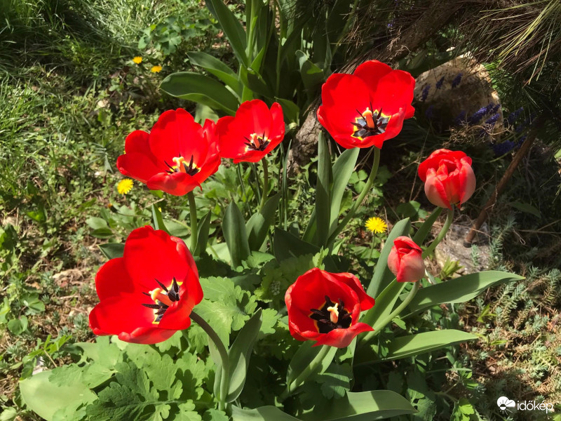 Tulipánok