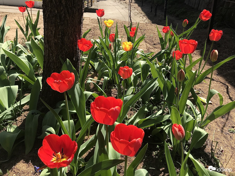 Tulipánok