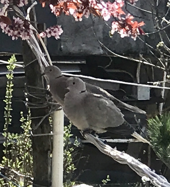 Galambok