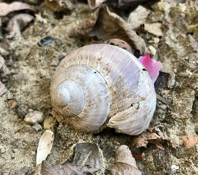 Csigabiga