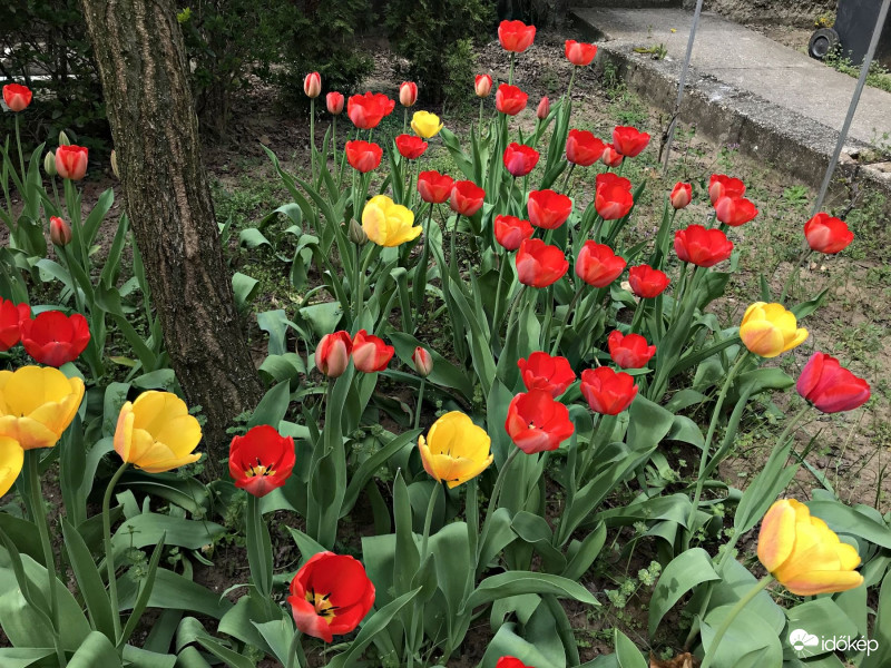 Sok Sok Tulipán