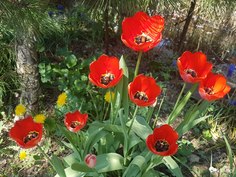 Tulipànok
