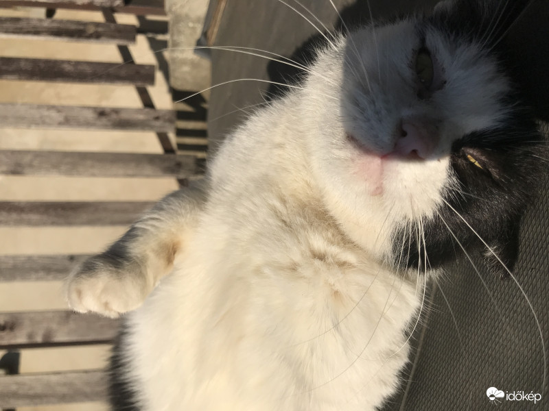 Mici