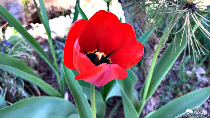 Piros Tulipán
