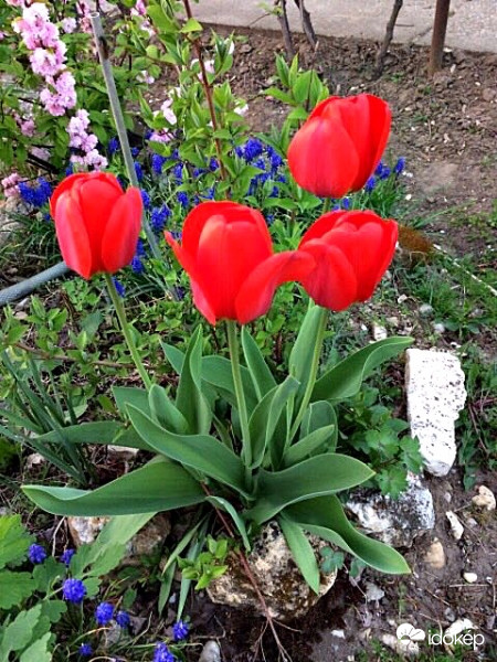 Piros Tulipánok