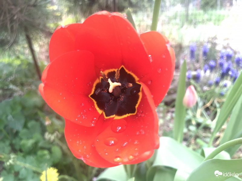 Vizes Tulipán