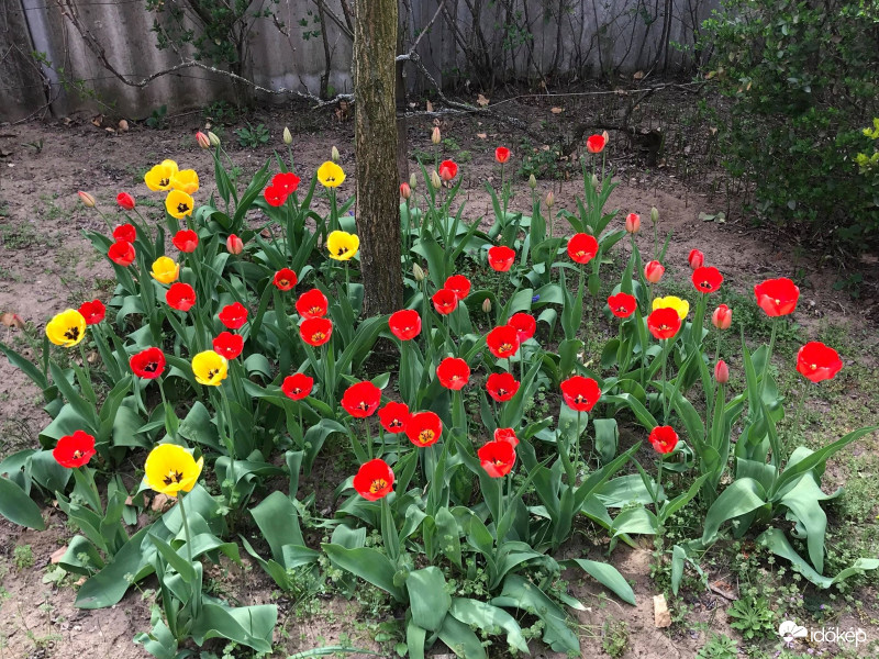 Tulipánok