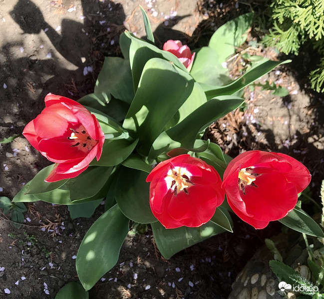 Tulipánok