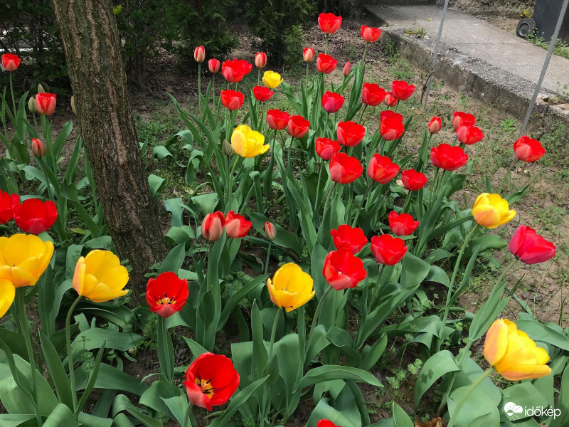 Tulipánok