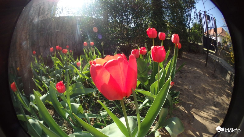 Tulipánok