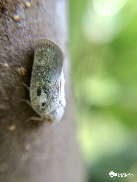 Kabóca