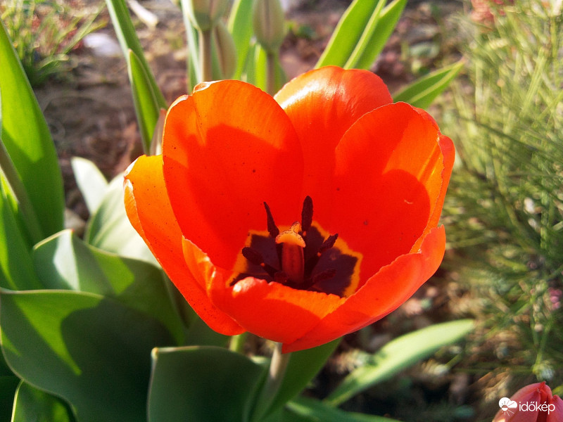 Piros Tulipán
