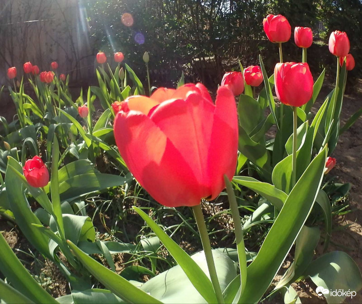 Tulipánok