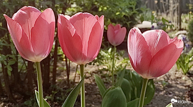 Tulipánok