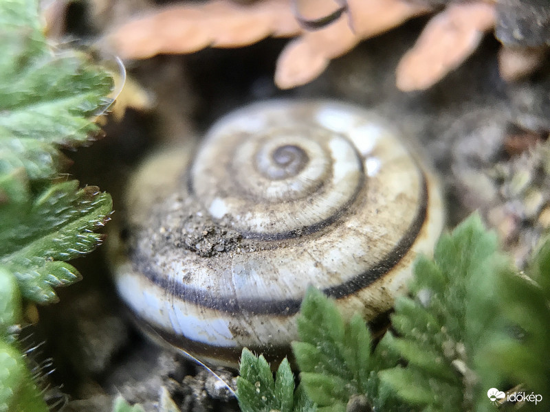 Csiga