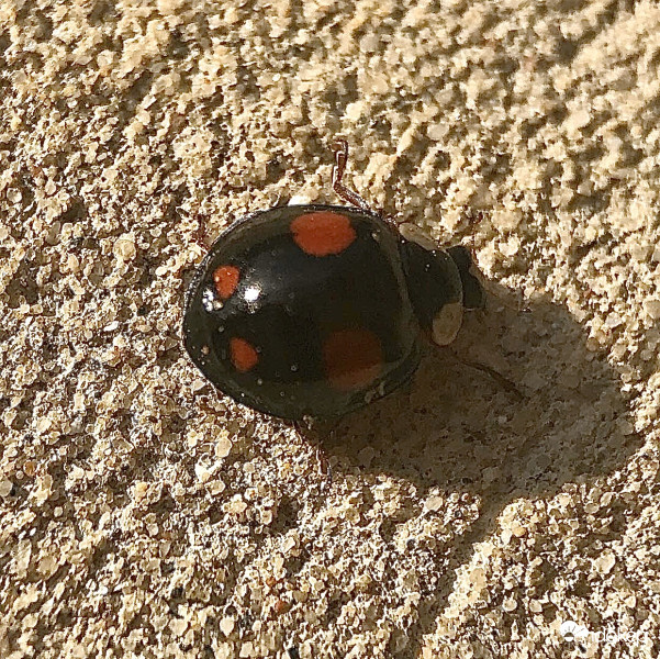 Harlekinkatica
