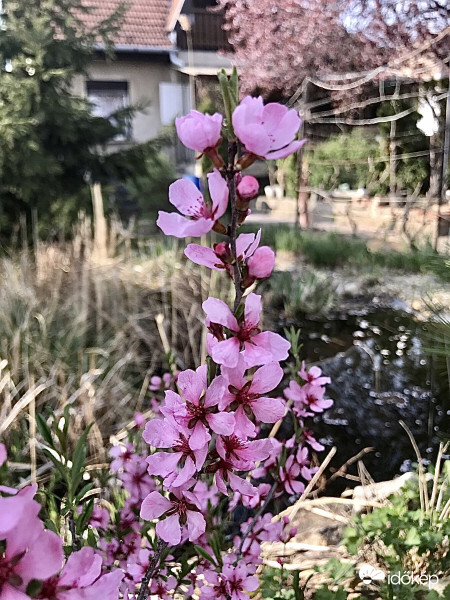 Tavasz
