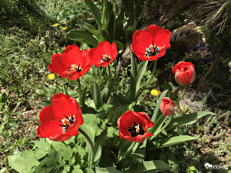 Piros Tulipánok