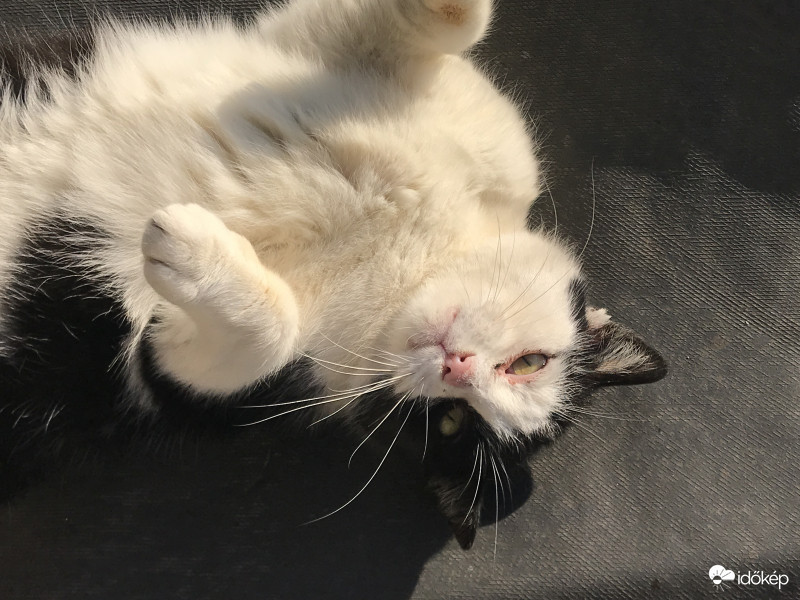 Mici